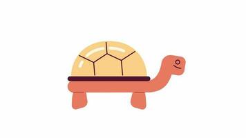 Pond turtle walking 2D character animation. Tortoise activity flat cartoon 4K video, transparent alpha channel. Exotic pet with shell crawling. Slow cute reptile animated animal on white background video