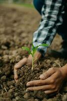 el antiguo hombre mano participación planta de semillero, para cuidado y siembra, nuevo vida concepto. en Dom ligero foto