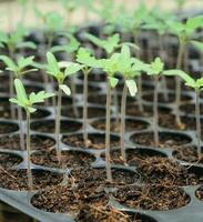 joven planta en guardería foto