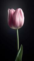 Beautiful pink tulip over dark background. Generative AI. photo