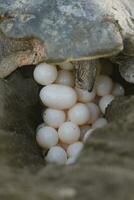 Turtles nesting during sunrise at Ostional beach in Costa Rica photo