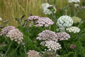 Toothpickweed, Visnaga daucoides Gartn, flowering near Padstow in cornwall photo