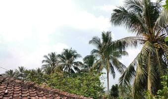 View of the village with its village houses and some coconut trees around the house, during the day with a beautiful cloud background photo