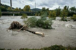 Overflow of a river after a period of heavy rain. Trees felled by the water photo