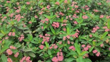 Euphorbia milii is a species of flowering plant.It is also known as the crown of thorns, Christ plant, or Christ thorn. video