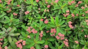 Euphorbia milii is a species of flowering plant.It is also known as the crown of thorns, Christ plant, or Christ thorn. video