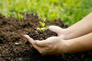 manos de el hombres participación plantando a ser plantado dentro el suelo. hombre participación verde planta de semillero en suelo. nacional árbol plantando día. salvar tierra concepto. foto