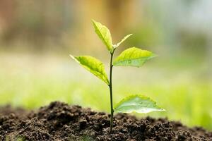 Baby plants growing on fertile soil with natural green background. Plant growing. Plant seedling. photo