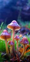 Psilocybe semilanceata mushrooms growing on forest substrate, mushrooms for treatment. AI generated photo