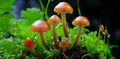 psilocybe semilanceata hongos creciente en bosque piso para tratamiento de trastornos ai generado foto