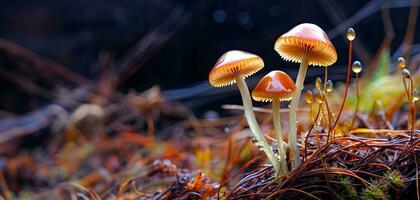 Psilocybe semilanceata mushrooms growing in forest. Magic mushrooms for treatment. AI generated photo