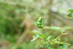 foto de pimentón pimienta plantas en el jardín detrás el casa