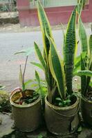 Utilization of used paint buckets into house plant pots photo