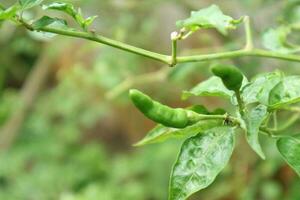 photo of cayenne pepper plants in the garden behind the house