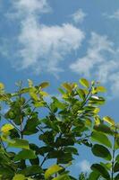 Photo of green leaves with clear blue sky as background