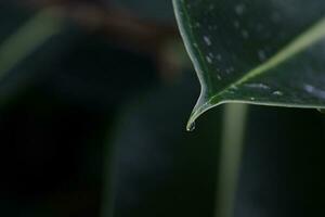 macro Disparo de al aire libre hoja con un gotita colgante, Santo lucía, soufriere foto