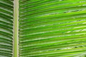 Green palm leaf background close up photo