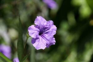 Purple flowers in the garden in Saint Lucia photo