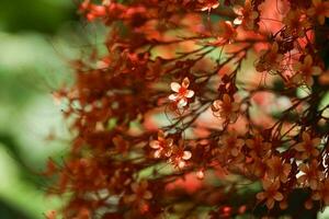 Caribbean flame tree at Botanical Diamond garden of Saint Lucia photo