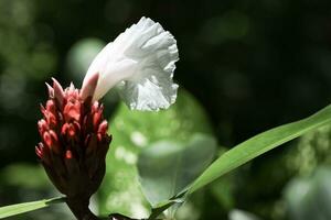 Tropical flower of Saint Lucia in bloom photo