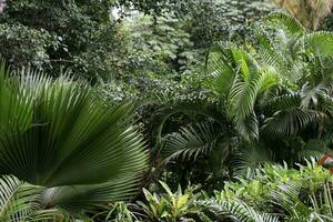 Green tropical palm trees in the garden of Saint Lucia photo