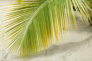 Palm tree on the beach of Saint Lucia photo