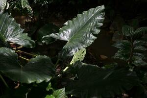 Dark green tropical leaves in the Diamond botanical garden of Saint Lucia photo