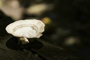 Curvy mushroom growing in the forest photo