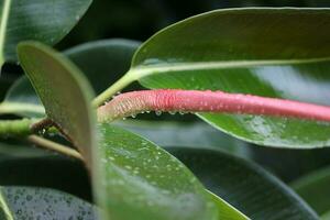 Macro shot of outdoor ficus covered in rain drops, Saint Lucia, Soufrier photo