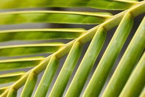 Green palm leaf background close up photo