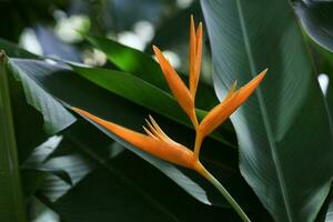 Bird of Paradise flower in shade photo