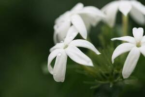 Stephanotis floribunda in bloom with droplets on the petals, macro shot photo