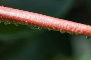 Macro shot of outdoor ficus unfolded leaf covered in raindrops with blurred background, Saint Lucia, Soufriere photo