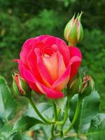 jardín Rosa. rojo Rosa flor en el jardín. antecedentes para un saludo tarjeta foto