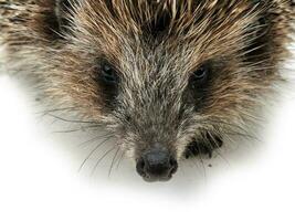 Hedgehog. Hedgehog close-up. Hedgehog face close up photo