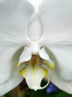 Orchid. White orchid flower. Background for a greeting card photo