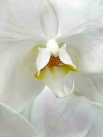 White orchid. Background from white orchid flower. Floral background photo