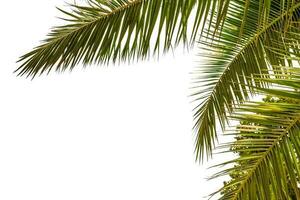 Palm tree, isolated on blank background. photo