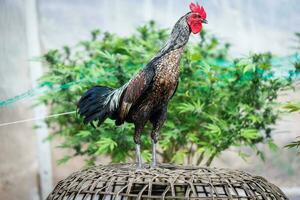 hermosa gallo en pie en borroso naturaleza verde antecedentes. tailandés gallo, tailandés pelea de gallos, pollo de pie. foto