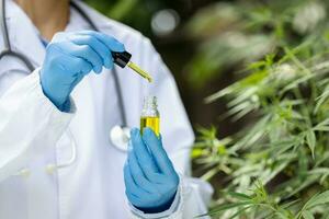 Hemp oil., Hand holding bottle of Cannabis oil against Marijuana plant, CBD oil pipette. photo