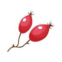 Rose hip berries on branch red and raw in cartoon style autumn decoration isolated on white background. Fall cozy element. Vector illustration