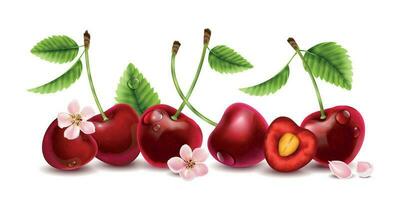 Realistic Cherry Berries Composition vector