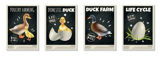 Realistic Duck Posters Set vector