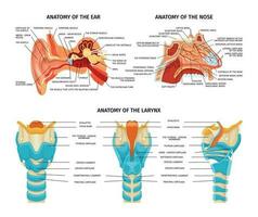 Ear Nose Anatomy Set vector