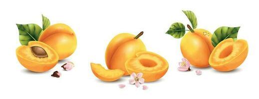 Realistic Apricot Compositions Set vector