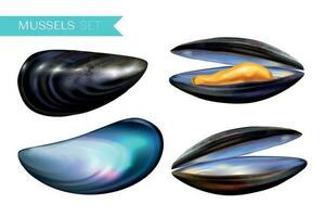 Mussels Shell Color Set vector