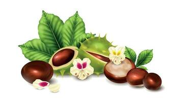 Realistic Chestnut Composition vector