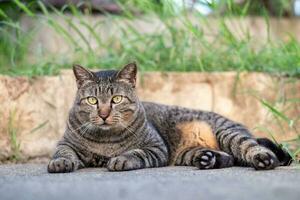 Cute female cat sitting on concrete floor photo