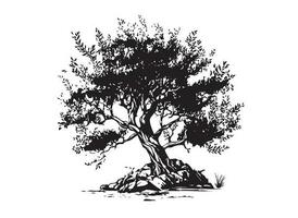 Olive tree hand drawn illustrations, sketch. Vector. vector