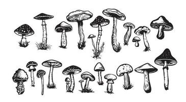 Mushrooms set hand drawn illustrations, vector. vector